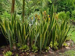 Heat tolerant plants are deciduous and grow up to 8 feet. Sanseviera Ornamental Plants Florida Plants Tropical Garden Design