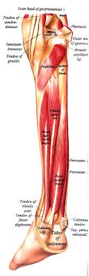 Think you may have arthritis? Popliteus Muscle Wikiwand
