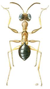 Image result for Gnidia chapmanii