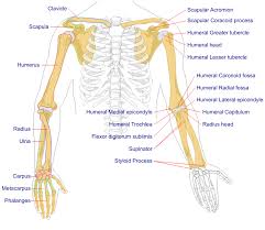 The cranial bones include occipital bone, two parietal bones, frontal bone, two temporal bones, sphenoid bone, and the ethmoid bone. File Human Arm Bones Diagram Svg Wikipedia