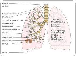 Anatomy Of Tracheobronchial Tree