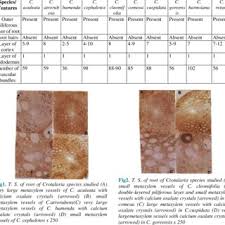 Image result for Crotalaria cylindrocarpa