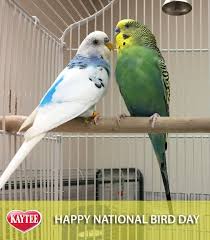 Bird And Pet Clinic Of Roseville Hours It S National Bird Day Today Spoil Your Loved Pet Birds All Day Like You Do Every Day Pet Birds Bird Pet Bird