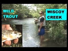 Wiscoy Creek Wild Brown Trout