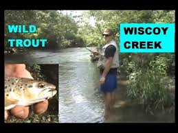 wiscoy creek wild brown trout