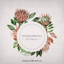 Watercolor Protea Illustration Illustration Flower Logo Illustration Design