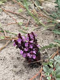 Image result for Striga gesnerioides