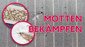 Motten in der küche zu haben kann zu einem riesenproblem werden. Kleidermotten Und Lebensmittelmotten Erfolgreich Bekampfen Youtube