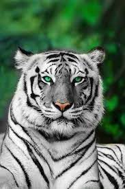 Albino Tiger Animals Animals Beautiful Animals Wild
