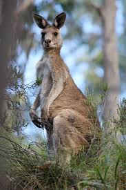 Macropus Wikipedia