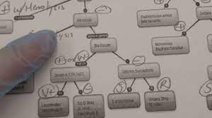 Microbiology Bacteria Identification Flowchart Of Facultative Anaerobes Youtube