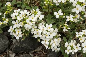 Image result for Arabis alpina