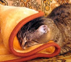 He does this then normally goes to sleep. Why Does My Cat Suck Holes In Our Blanket