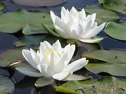 Image result for Nymphaea lotus
