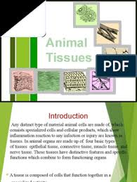 They help to move particles or mucus in a specific. Animal Tissue Epithelium Tissue Biology