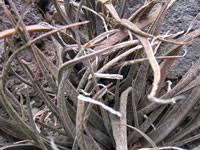 Image result for Aloe bicomitum