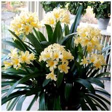 Image result for Clivia miniata