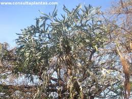 Image result for Cussonia corbisieri