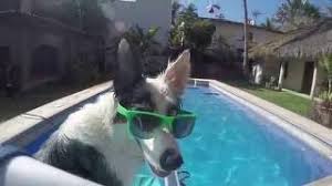 Maybe you would like to learn more about one of these? Dr Ian Dunbar Defends Early Socialization In Puppies