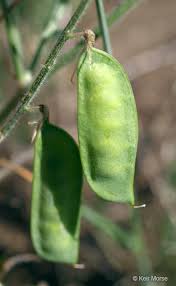 Image result for Xerophyta villosa