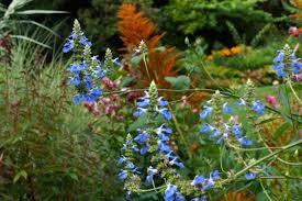 Image result for Lobelia uliginosa