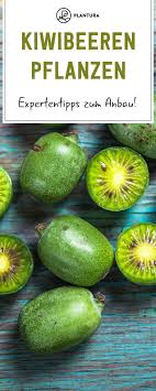 Kiwibeeren Pflanzen Tipps Zum Anbau Der Mini Kiwi Kiwibeeren Pflanzen Experten Tipps Zum Anbau Von Mini Kiwi In 2020 Kiwi Berries Indoor Fruit Plants Indoor Fruit