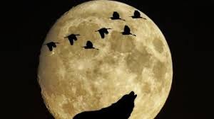 Frekuensi yang dipancarkan bulan purnama dan bulan baru mempengaruhi frekuensi tubuh mental, yakni pikiran manusia. 5 Fenomena Langit Menarik Februari 2021 Ini Bisa Diamati Dari Indonesia