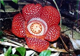 Rafflesia Most Beautiful Flowers Corpse Flower Flowers