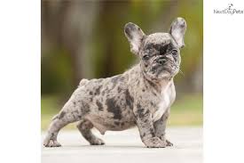 Merle french bulldog puppies for sale near me. Merle Frenchie Puppies For Sale Cheap Buy Online