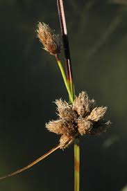 Image result for Bolboschoenus