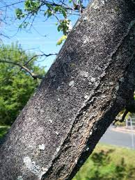 However, sometimes trees are so large that thorough coverage is difficult. Long Term Affects Of Gloomy Scale Activity The Doctor S In