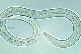 Hookworm Northshore Veterinary Hospital Bellingham Wa