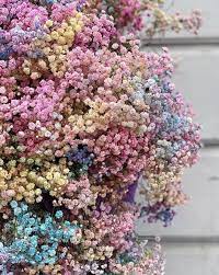 Pin By Cecilia Kirsgaard On Flowers Pretty Flowers Dried Flowers Beautiful Flowers