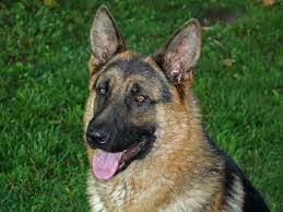 250 Popular Punjabi Dog Names And Their Meanings Petpress Dog Names Girl Dog Names Female Dog Names