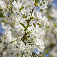 So können sie über die wintermonate einwurzeln und im frühjahr austreiben. Weisse Bluten Auf Einem Ast Kirschbaum Bluhen Fruhling Lizenzfreie Fotos Bilder Und Stock Fotografie Image 52122106