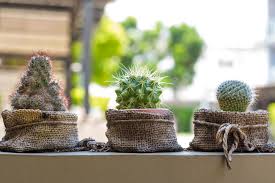 En el caso de los cactus, esto es muy grave, pues se sospecha que su potencial económico, aún poco estudiado, es inmenso. Donde Colocar Los Cactus Segun El Feng Shui Beledi Muebles
