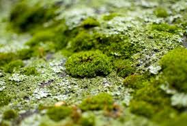 Learn how to care for and propagate irish moss (sagina subulata) in your garden. How To Grow Moss