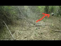 Maybe you would like to learn more about one of these? Masuk Ke Hutan Malah Ketemu Orang Lagi Begituan By Lalu Aldi Pratama