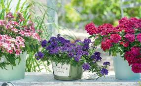 Pflegeleichte Dauerbluher Fur Terrasse Und Balkon Pflanzen Bepflanzung Gemuse Pflanzen