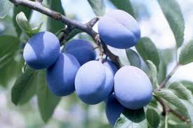 We grow more than 1 million apple, pear, cherry, peach, plum, prune, apricot, and nectarine trees each year. Van Well Nursery