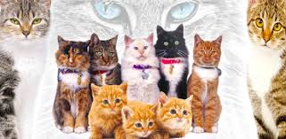 أيهما أفضل تربية القط الذكر أم الأنثى