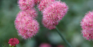 Image result for Eriosema erici-rosenii