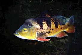 Peacock Bass Wikipedia