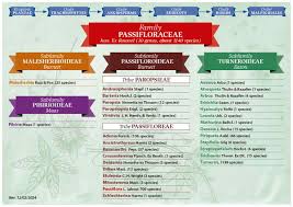 Image result for Afroqueta