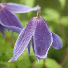 Clematis that flower on the current year's growth with a small flower from june onwards hard prune. Buy Alpine Clematis Group 1 Clematis Alpina 23 99 Delivery By Crocus