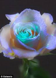 Glow in the dark flowers band. Glow In The Dark Flowers Amazing Flowers Unusual Flowers Dark Flowers