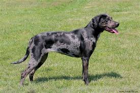 All Black Catahoula Leopard Dog Pin By Fabby On Dog Breeds I Love Catahoula Leopard Dog Louisiana Catahoula Leopard Dog Leopard Dog