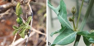 Image result for Eureiandra sp. A