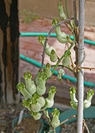 Image result for Ceropegia breviflora