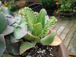 To know which leaves need pruning, look for brown and yellow tones. Growing The Mother Of Thousands Effectively Properly Rooted